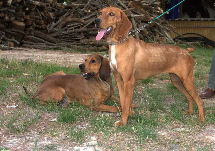 Sabueso de la Maremma.