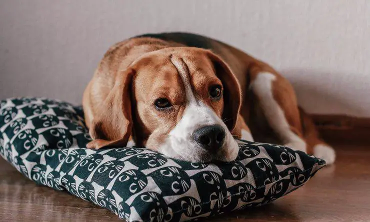 Perro en su almohada
