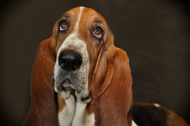 El perro resopla