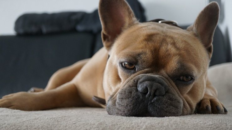 Bulldog francés