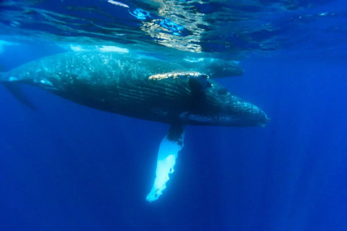 Ballena azul que come, donde vive, características y curiosidades Vida con Mascotas ️
