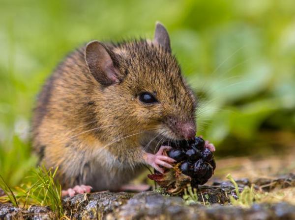 ¿Qué comen los ratones?  - ¿Qué comen las ratas salvajes?