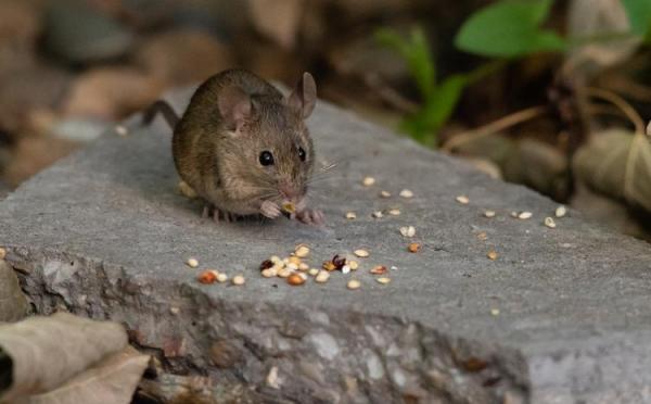 ¿Qué comen los ratones?  - ¿Qué comen los ratones domésticos?