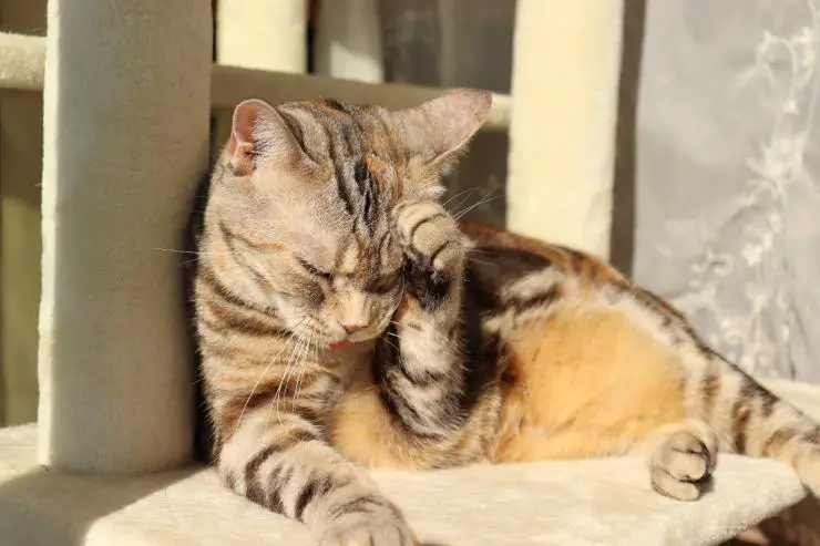 Hipotensión en gatos