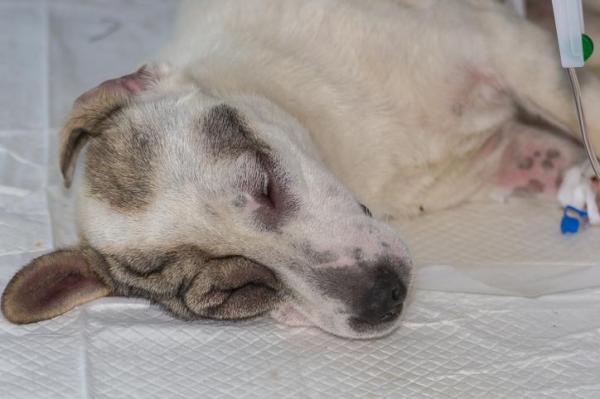 Picadura de avispa en perros: síntomas y remedios caseros: qué hacer si su perro es picado por una avispa