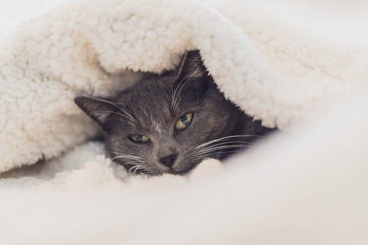 gato viejo tiene frío