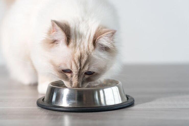 gato comiendo