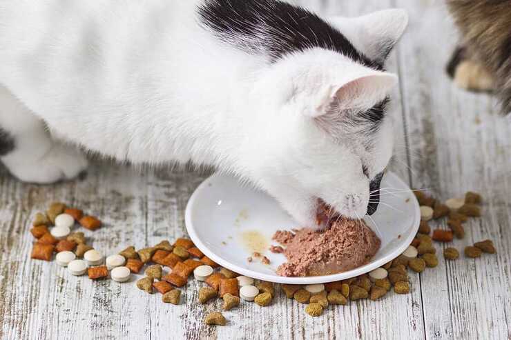 gato comiendo
