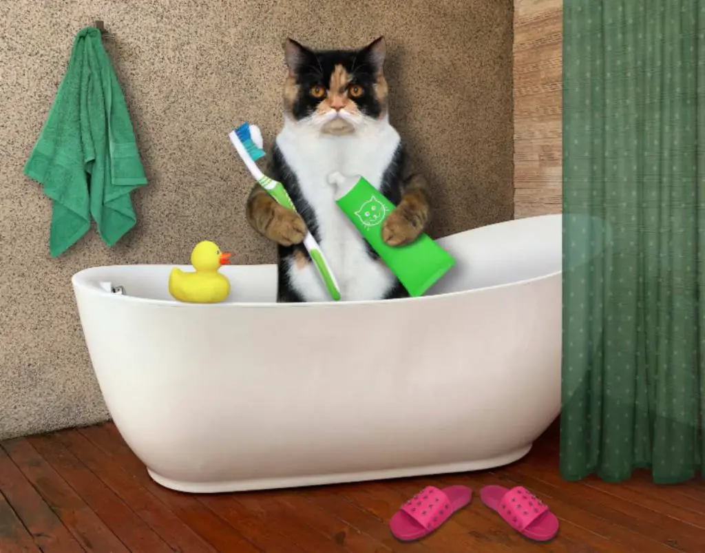 Pasta de dientes para gatos el cuidado dental para gatos 🥇 Vida con