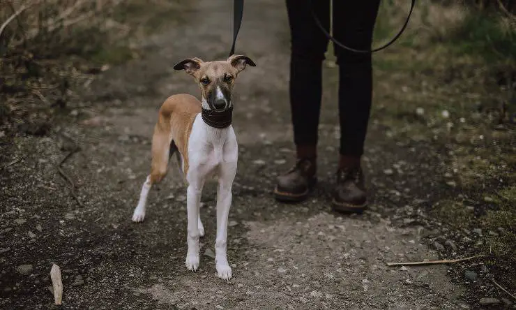 Métodos Para Estimular La Mente De Tu Perro - Vida Con Mascotas ️