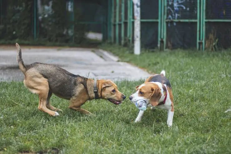 Perros jugando