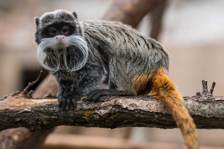 Emperador Tamarino