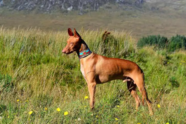 Perro de los faraones