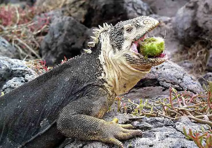 Alimentación de iguanas