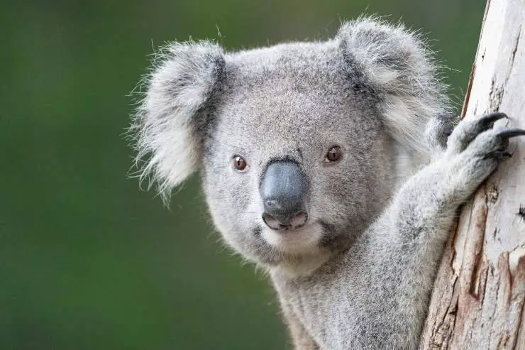 coala