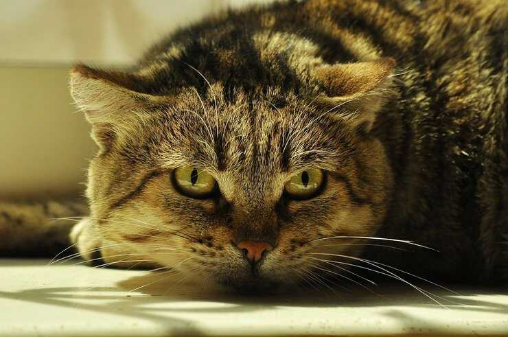 gato