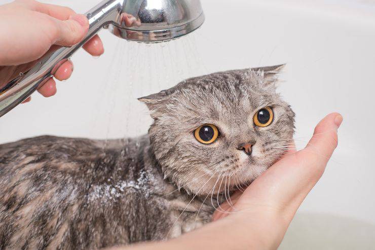 Lavar al gato en casa (Foto AdobeStock)