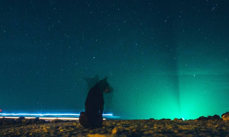 Perro en las luces de la noche