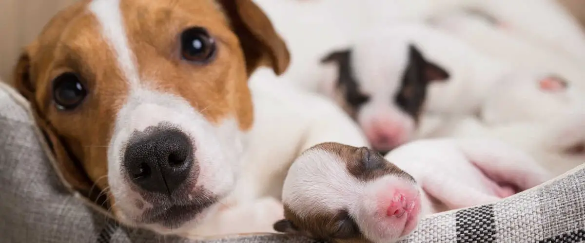 Eclampsia en perros que es, como reconocerla, cuales son los