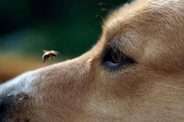 Choque anafiláctico en perros: síntomas y tratamiento: causas del choque anafiláctico en perros