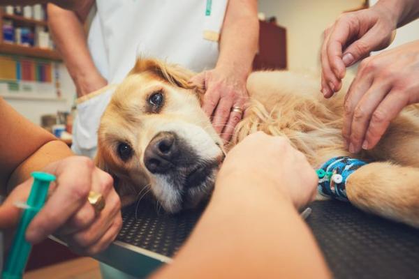 Shock anafiláctico en perros: síntomas y tratamiento - Tratamiento del shock anafiláctico en perros