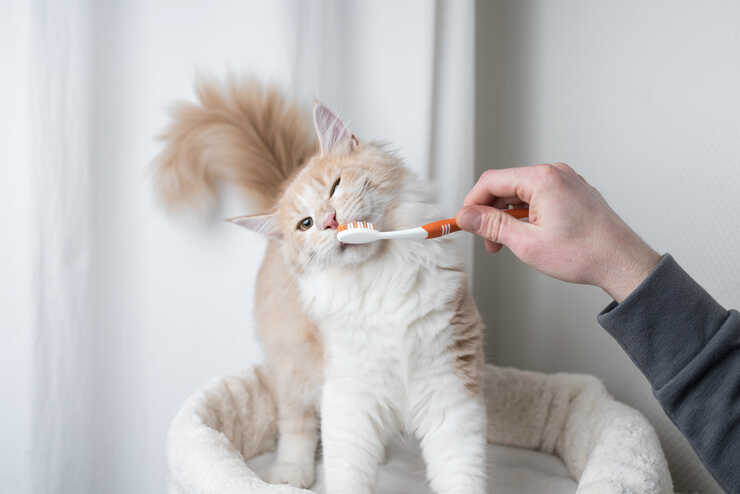 cepillo de dientes de gato
