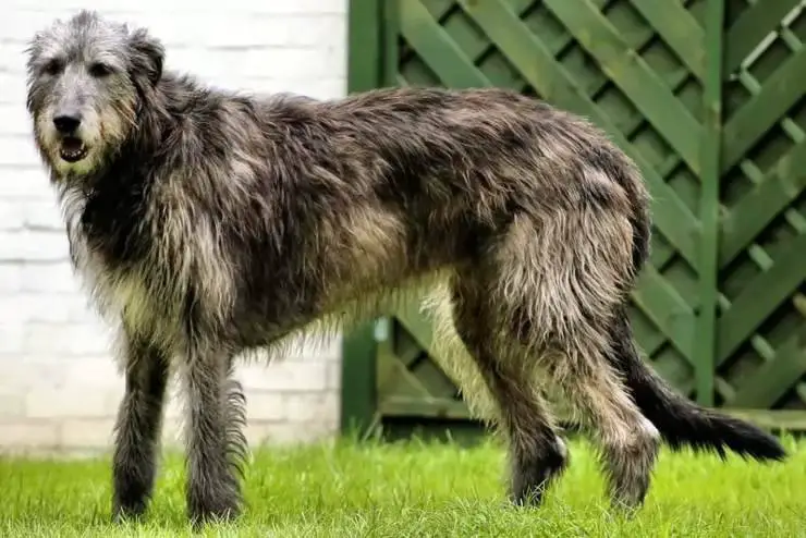 Galgo irlandés
