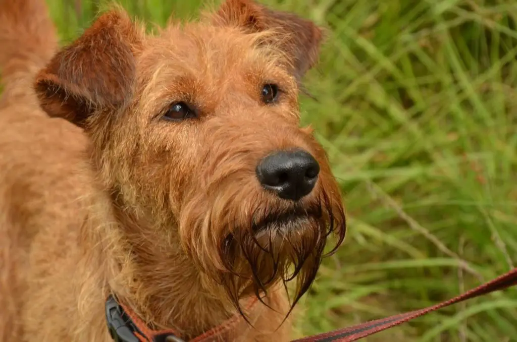 razas de perros peludos