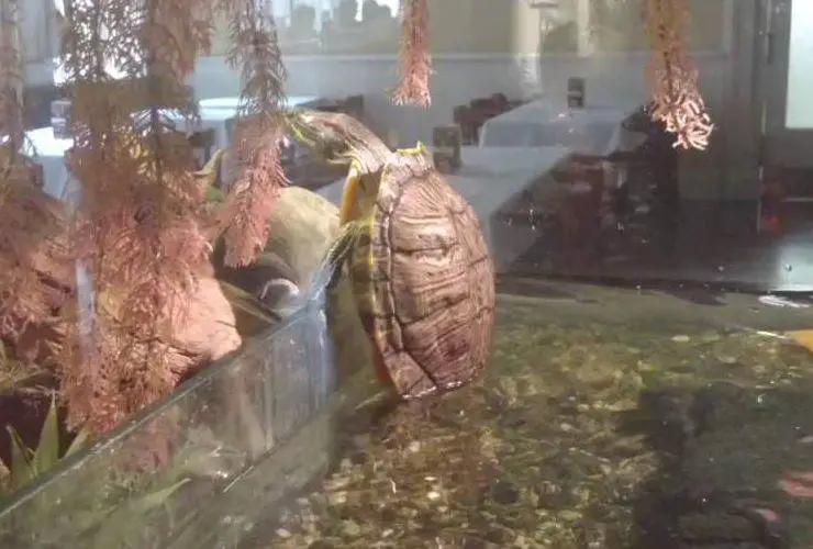 tortuga trepa acuario