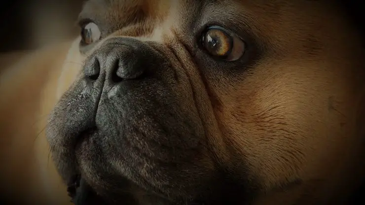 Bulldog francés