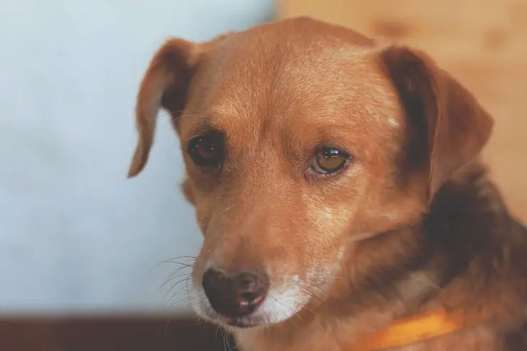 Fido