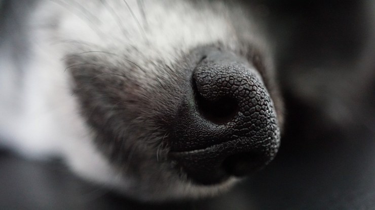 Los bigotes del perro vuelven a crecer