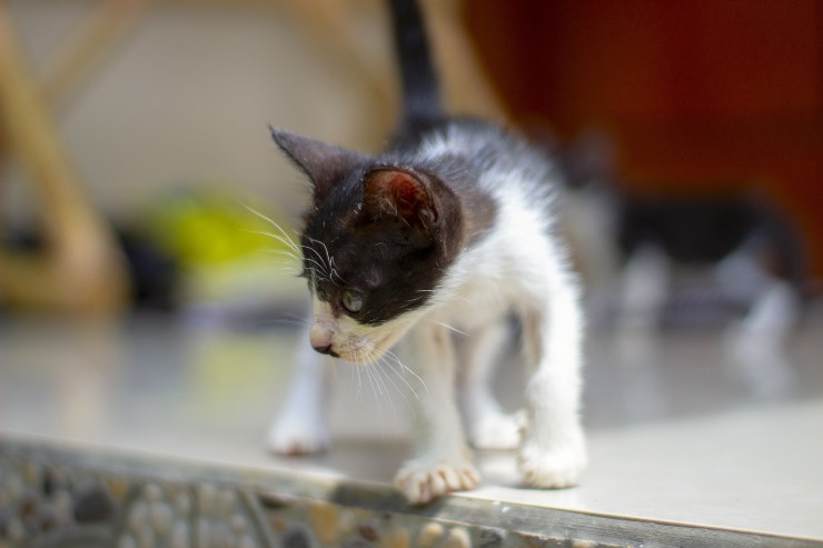 El gato tiene patas traseras débiles