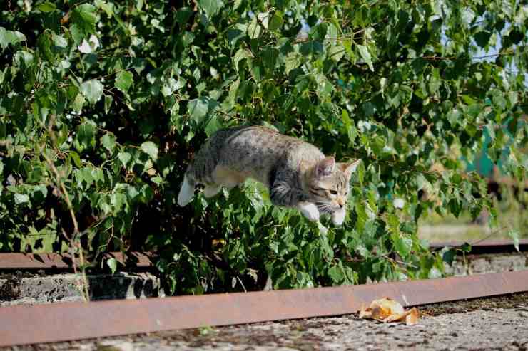 Salto del gato