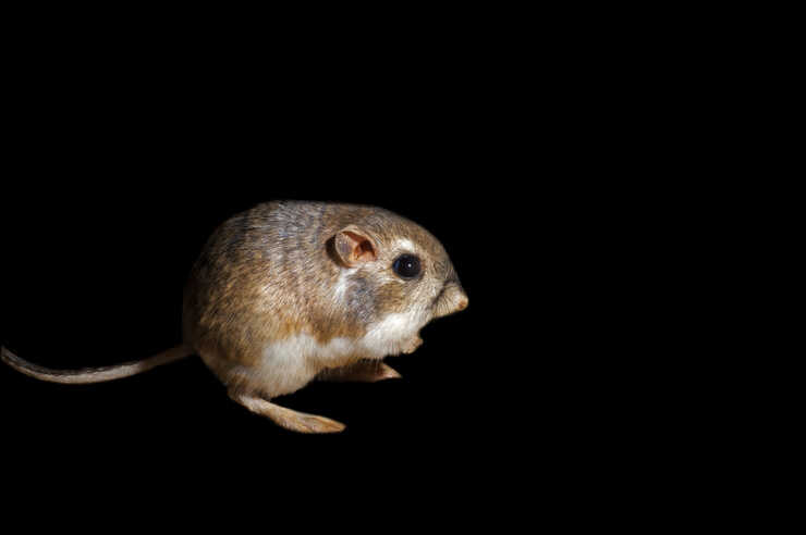 Rata canguro