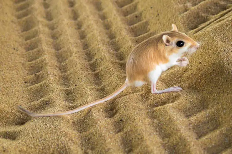 Rata canguro