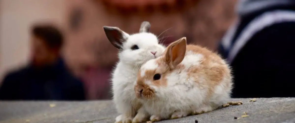 Las 6 Razas De Conejos Enanos Mas Bellas Vida Con Mascotas