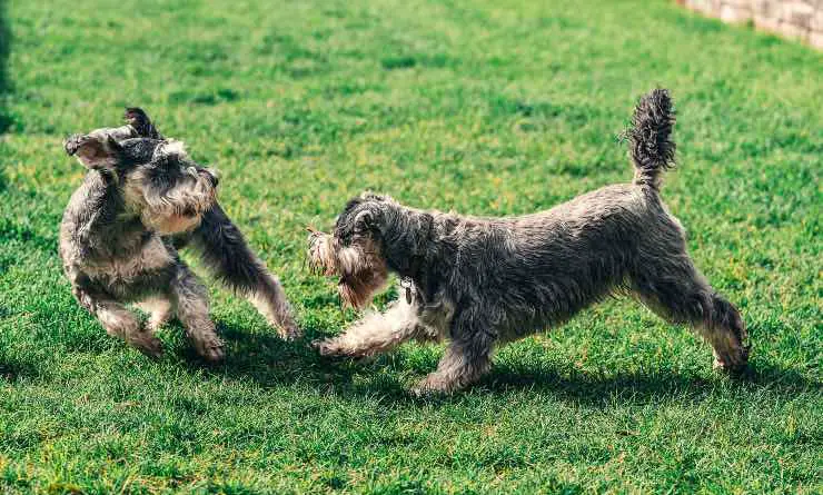 Cachorros jugando