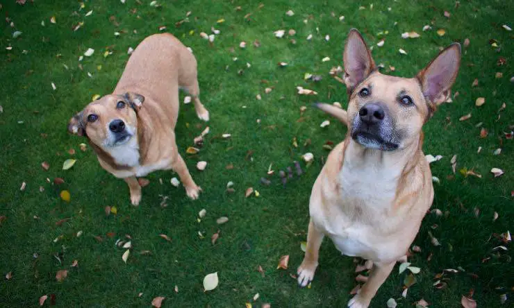 Dos perros idénticos