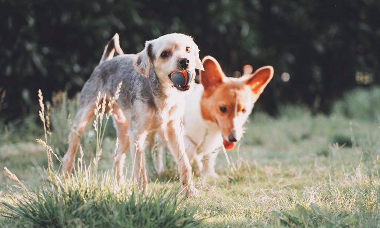 Par de perros de raza mixta