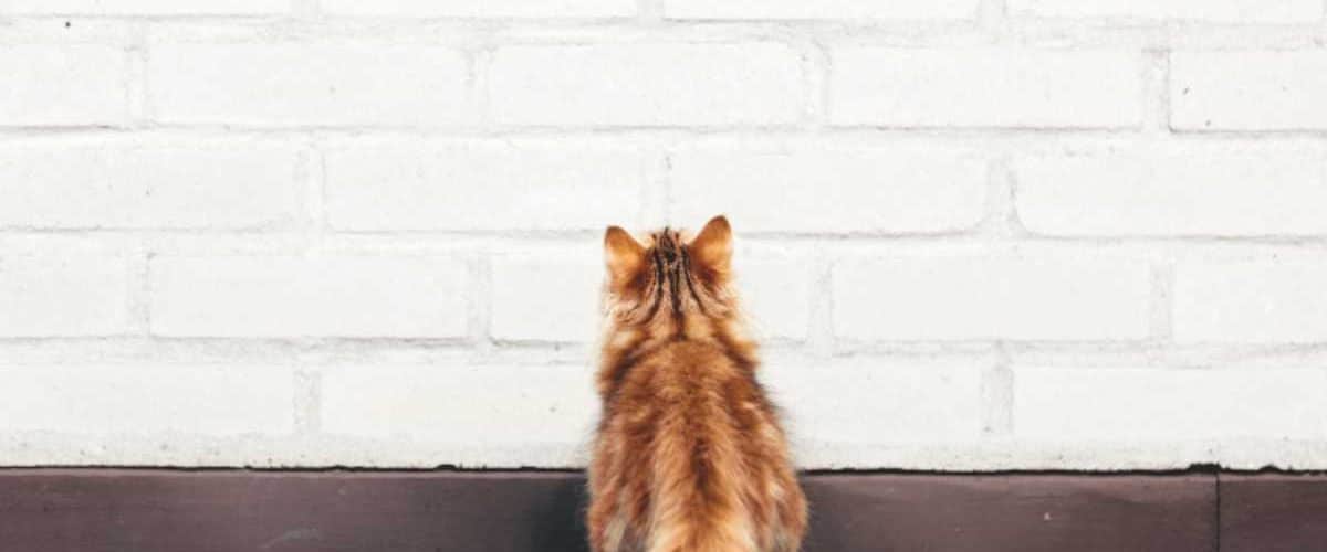 Porque Los Gatos Miran La Pared