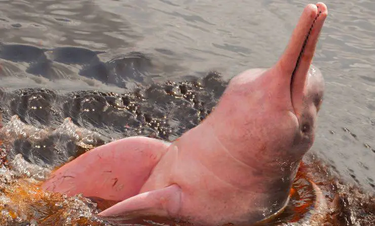 Un delfín rosado
