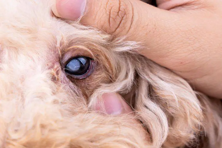 perro ciego
