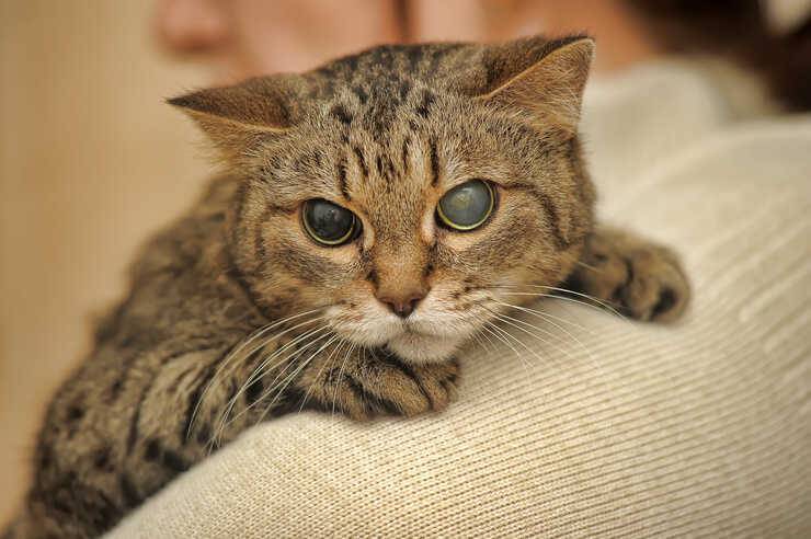 gato ciego