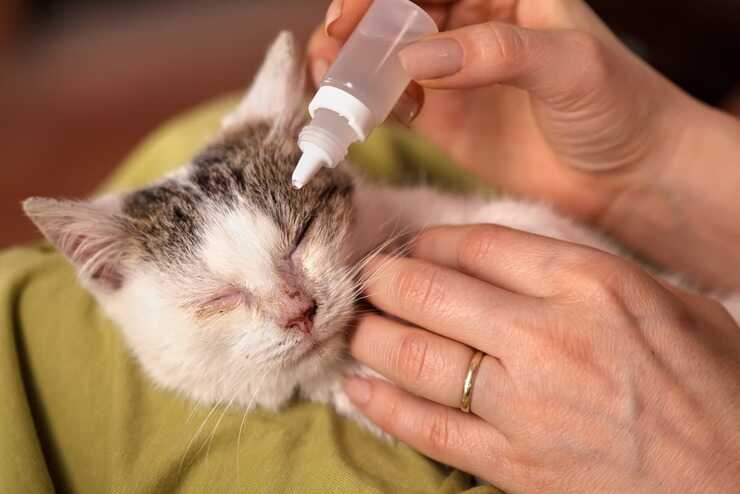 limpieza de ojos de gato