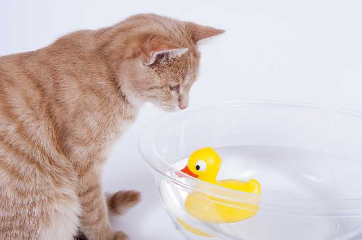 pato gato