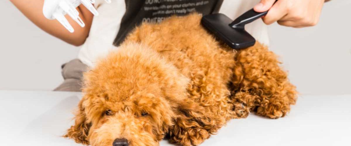 Cómo cepillar a un perro de pelo rizado los diversos