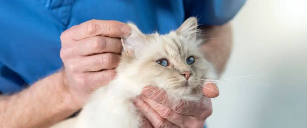 Cómo cuidar a un gato sordo consejos para hacerse