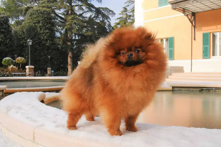 El Volpino Pomerania
