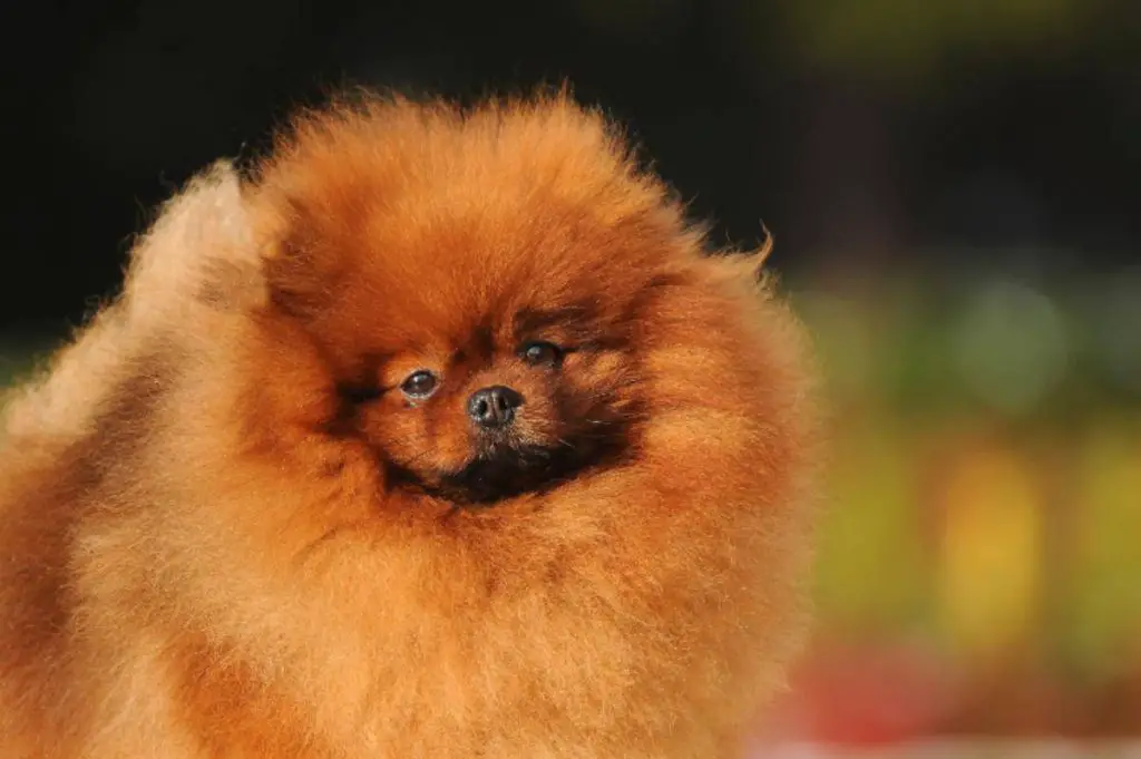 Cuidando el pelaje del Volpino di Pomerania muda, corte y lavado